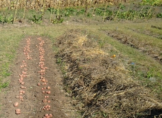 New methods of planting potatoes and care features
