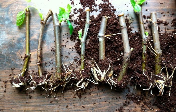 Simple ways to propagate figs from cuttings at home