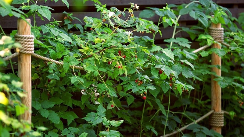 When is it better to plant raspberries in the middle zone - in spring or autumn?