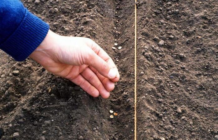Growing and caring for turnips in open ground