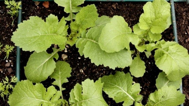 Growing and caring for turnips in open ground