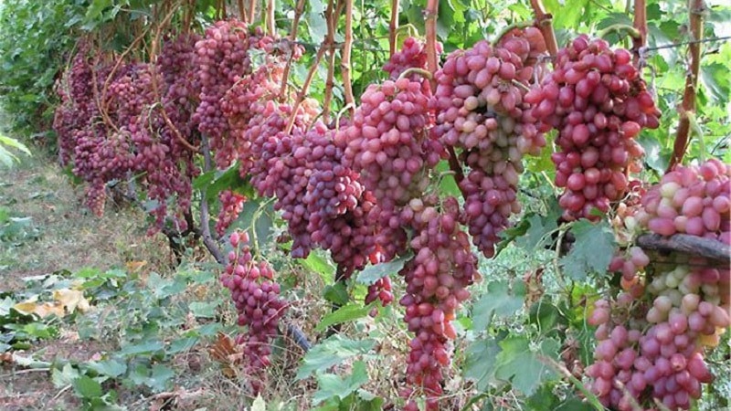 A selection of the best holistically sustainable grape varieties and recommendations for their selection