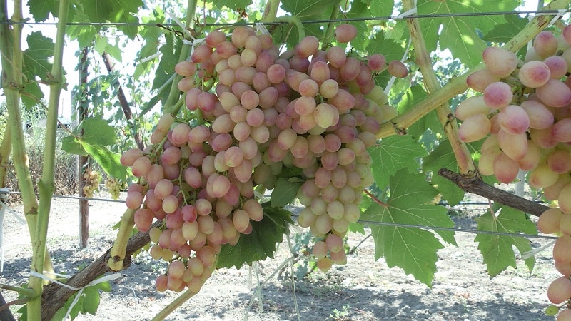 Grape variety Kishmish Radiant