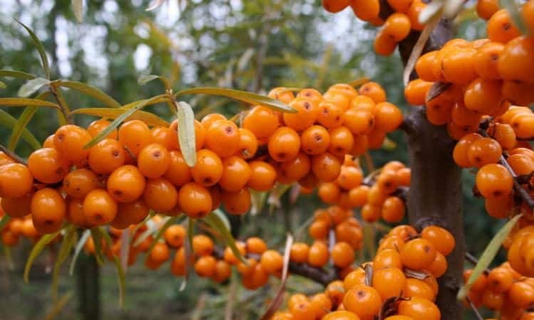 Variety of types and varieties of sea buckthorn