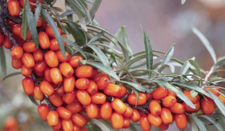 Variety of types and varieties of sea buckthorn
