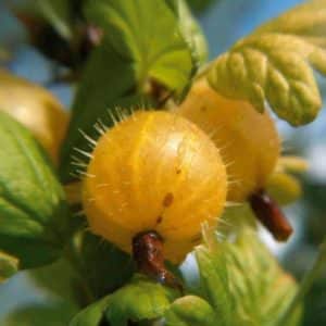 General characteristics and description of hairy gooseberry varieties
