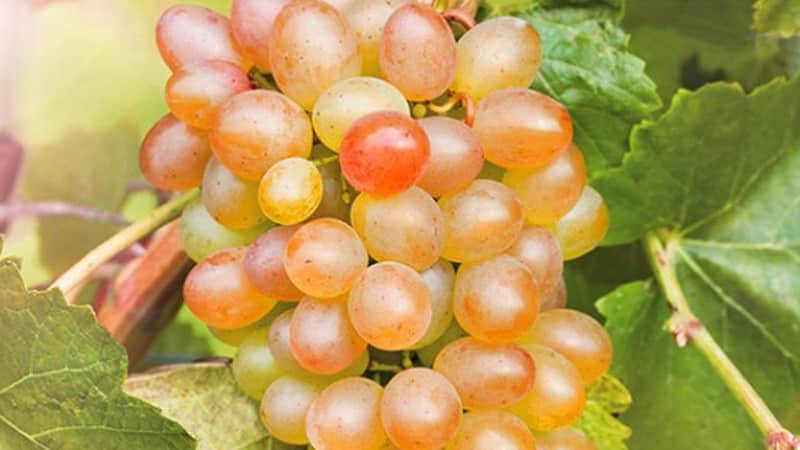 Requirements for grape varieties for Siberia and a review of the best of them