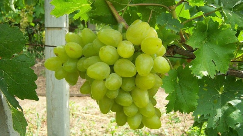 Requirements for grape varieties for Siberia and a review of the best of them