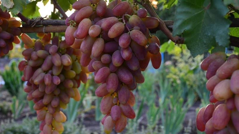 Requirements for grape varieties for Siberia and a review of the best of them