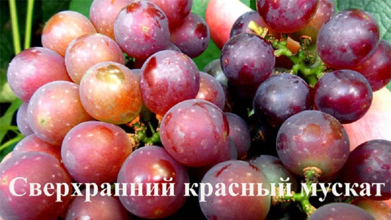 Requirements for grape varieties for Siberia and a review of the best of them