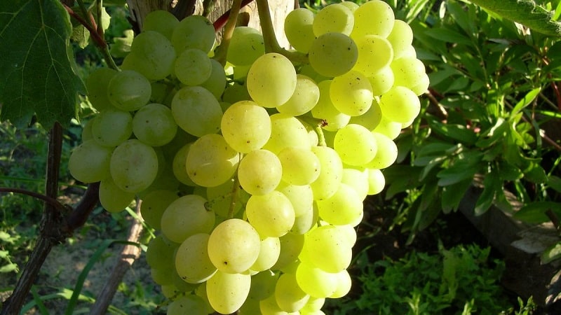 Requirements for grape varieties for Siberia and a review of the best of them