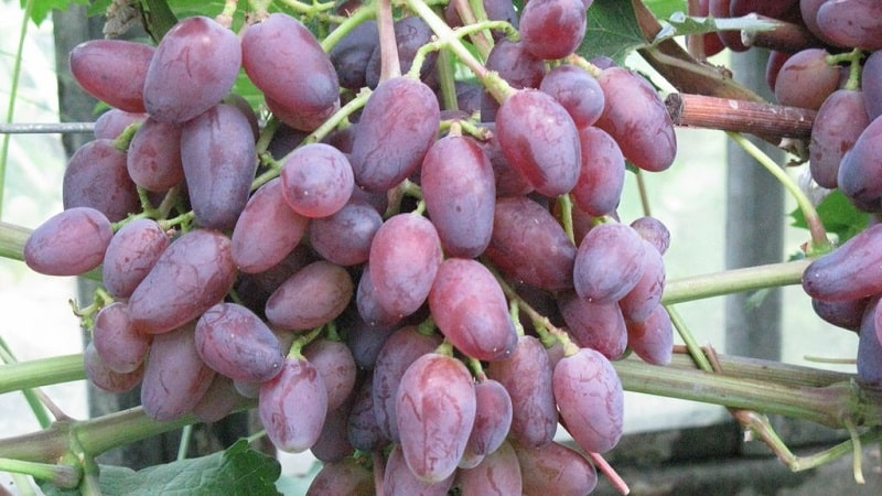 What properties should uncovered grape varieties have and which ones are considered the best?