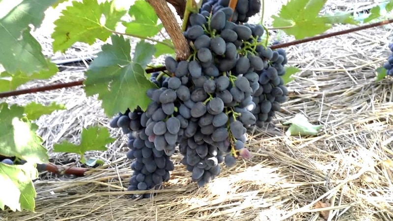 Requirements for grape varieties for Siberia and a review of the best of them