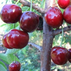 The best varieties of cherries for central Russia