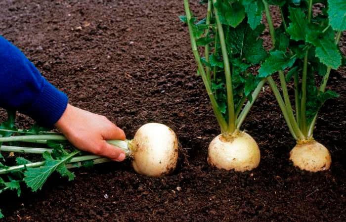 Growing and caring for turnips in open ground