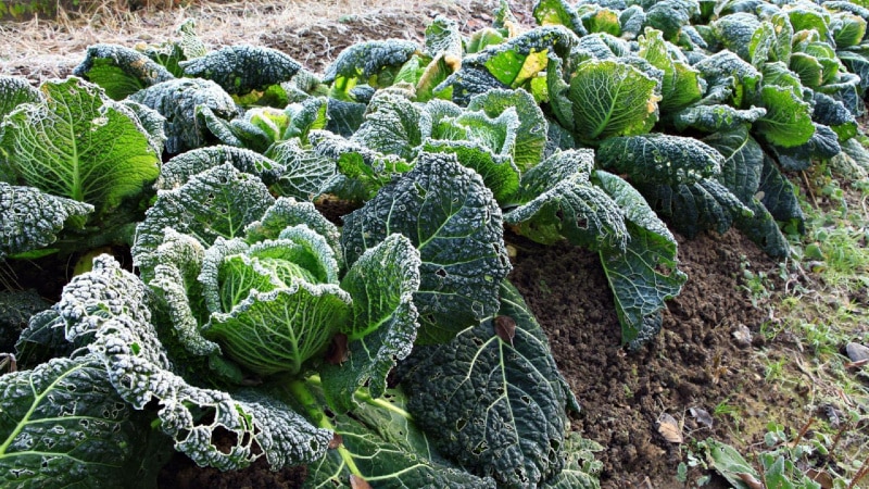 Description, cultivation, popular varieties of Savoy cabbage