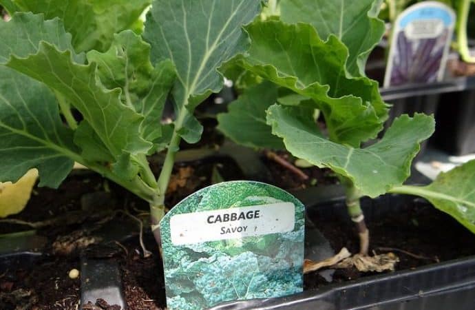 Description, cultivation, popular varieties of Savoy cabbage