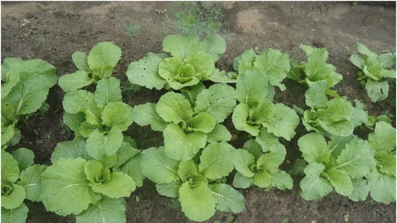 Description, cultivation, popular varieties of Savoy cabbage