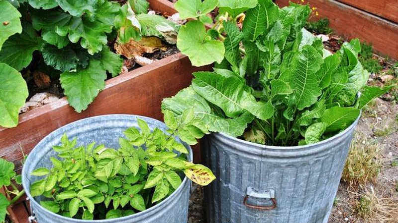 Instructions for properly growing horseradish on your own plot