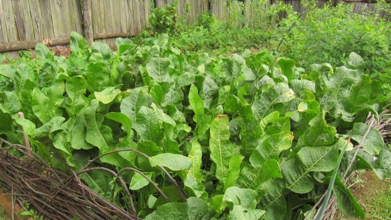 Instructions for properly growing horseradish on your own plot