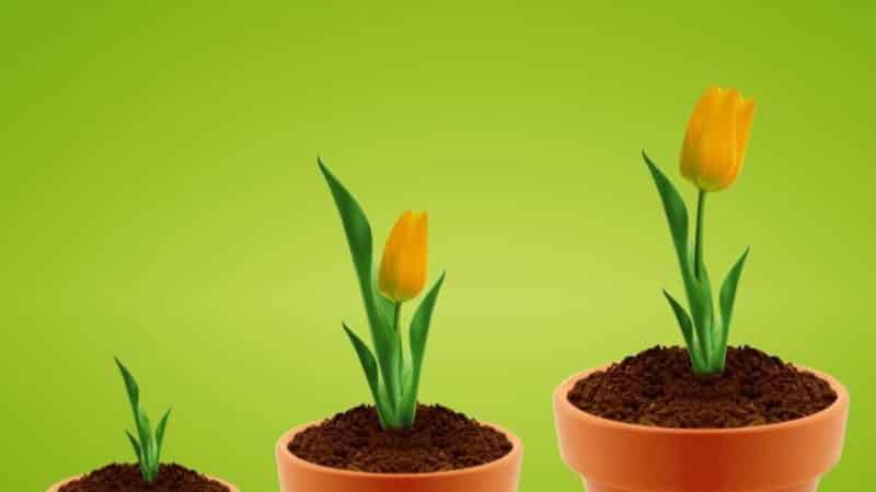 How to grow tulips in a pot at home