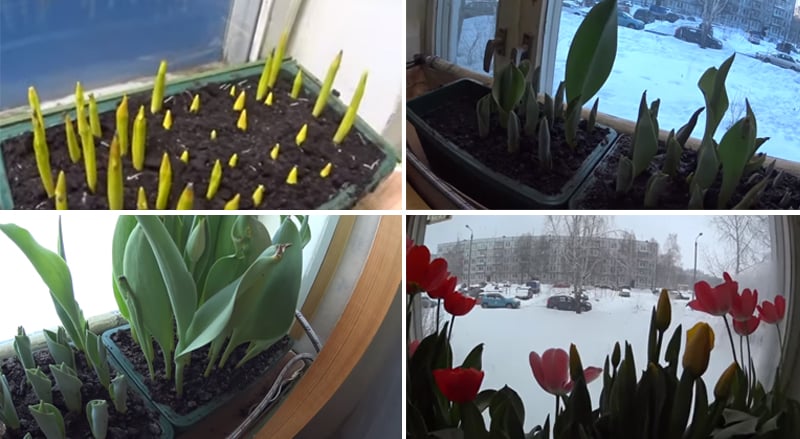 How to grow tulips in a pot at home