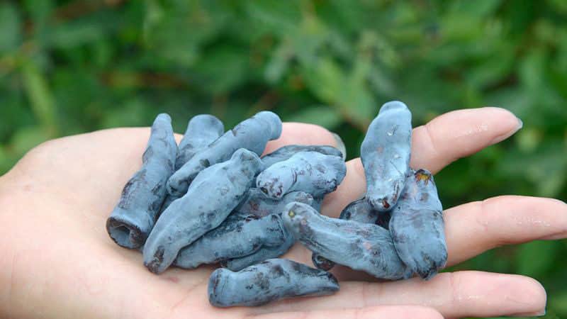 When does honeysuckle ripen in different regions?