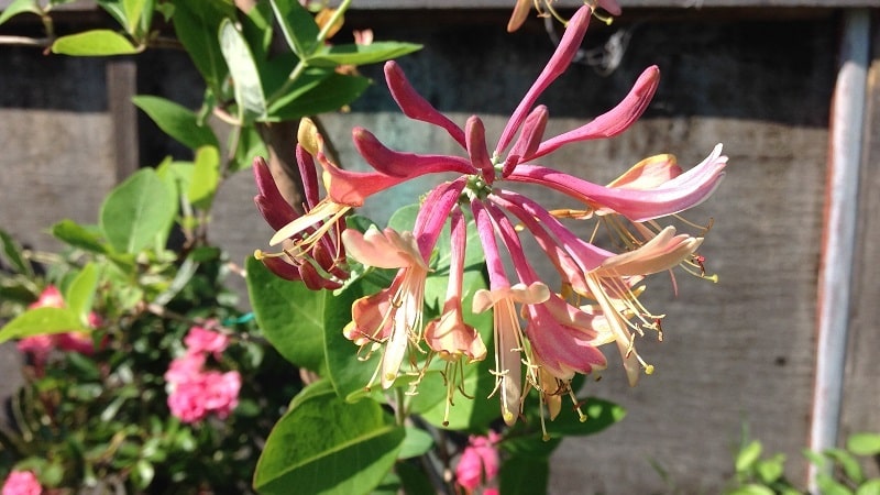Honeysuckle Hekrota - description and characteristics