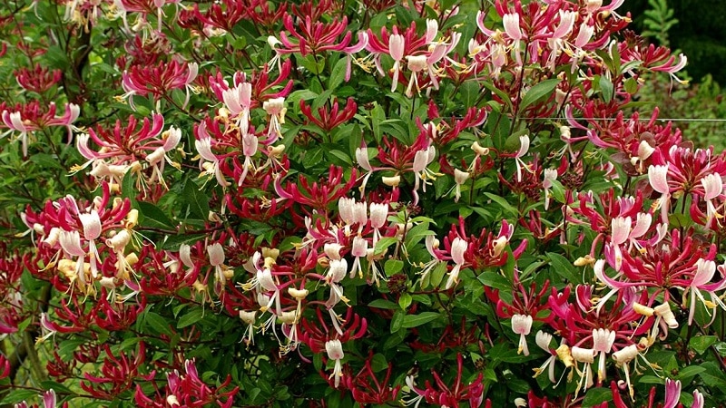 Honeysuckle honeysuckle (fragrant vine): description, methods of propagation, nuances of care