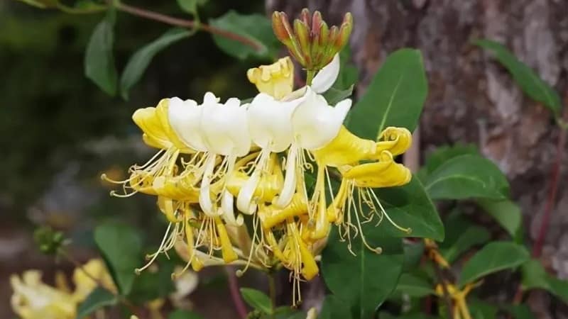 Honeysuckle honeysuckle (fragrant vine): description, methods of propagation, nuances of care