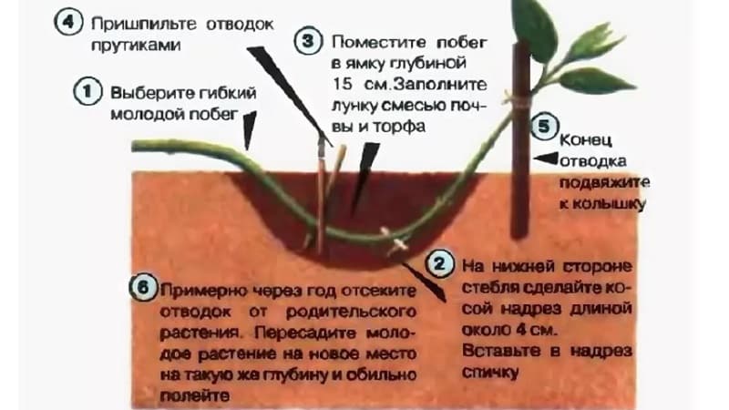 Honeysuckle honeysuckle (fragrant vine): description, methods of propagation, nuances of care