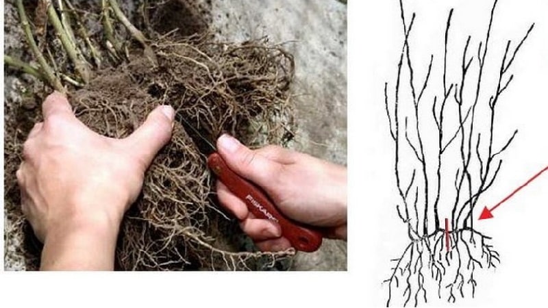 Honeysuckle honeysuckle (fragrant vine): description, methods of propagation, nuances of care