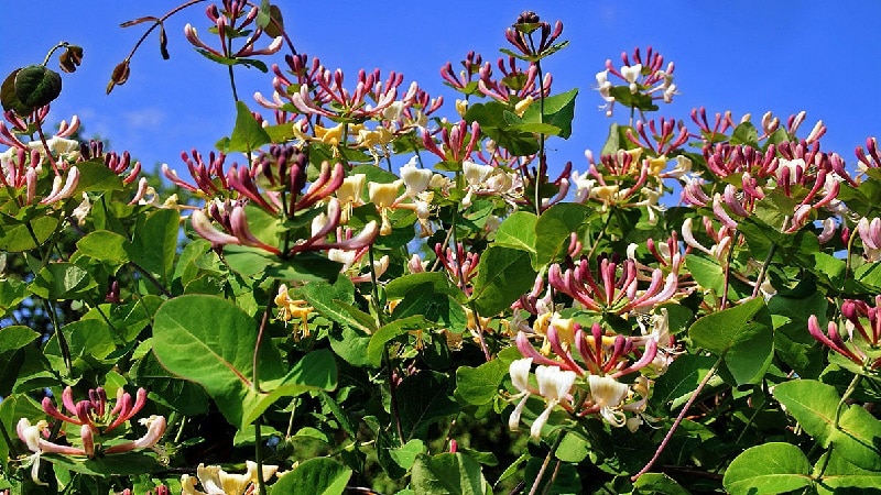Honeysuckle honeysuckle (fragrant vine): description, methods of propagation, nuances of care
