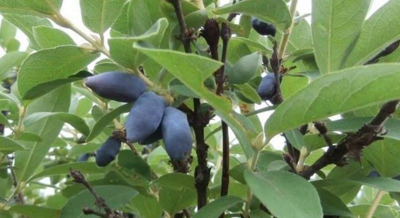 A selection of the best, tasty and sweet honeysuckle varieties for growing in different regions