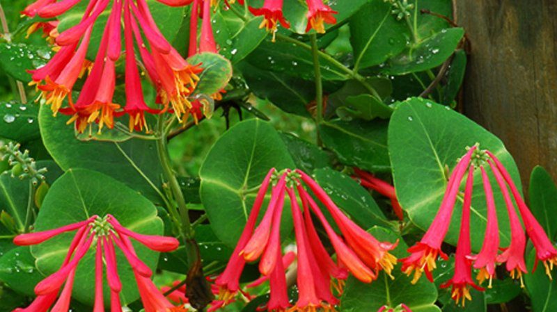 Description, cultivation and use of Brown's Honeysuckle Dropmore Scarlet