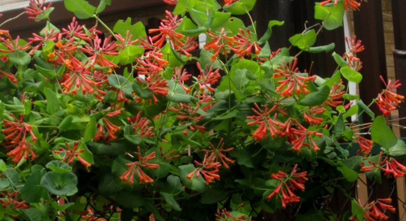 Description, cultivation and use of Brown's Honeysuckle Dropmore Scarlet
