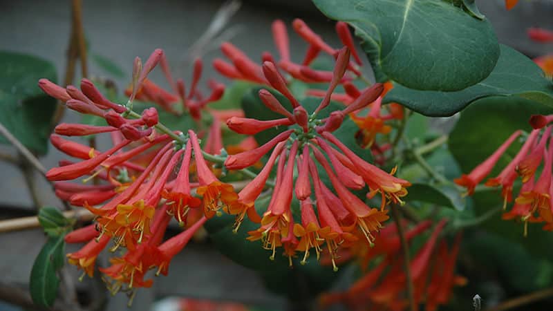 Description, cultivation and use of Brown's Honeysuckle Dropmore Scarlet