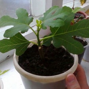 Instructions for growing figs at home from a seed or sprout