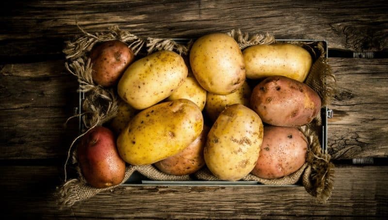 What is a potato and what family does it belong to, full description with photo