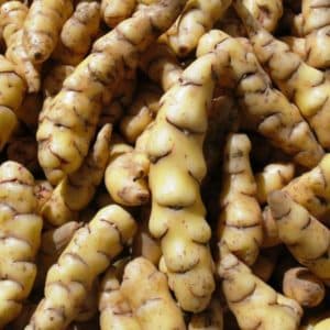 What is a potato and what family does it belong to, full description with photo