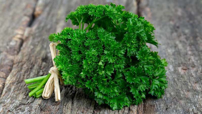 Does parsley decoction help with delayed menstruation and how to use it correctly