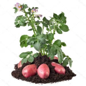 What is a potato and what family does it belong to, full description with photo