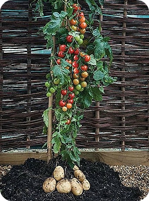 What is a potato and what family does it belong to, full description with photo