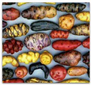 What is a potato and what family does it belong to, full description with photo