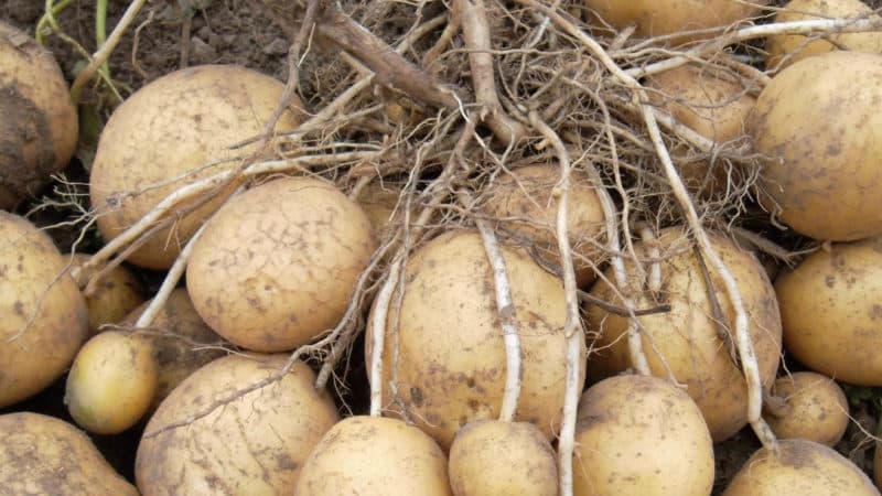 What is a potato and what family does it belong to, full description with photo