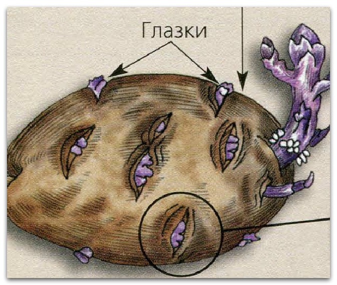 What is a potato and what family does it belong to, full description with photo