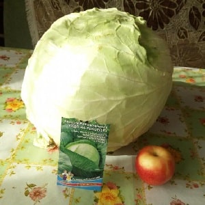 Varieties and types of cabbage with photos and descriptions