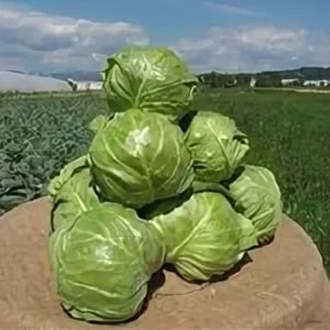 Varieties and types of cabbage with photos and descriptions