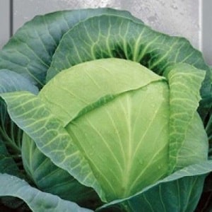 Varieties and types of cabbage with photos and descriptions