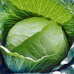 Varieties and types of cabbage with photos and descriptions